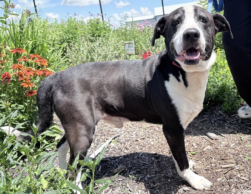 Enlarge Cuthbert, a ADOPTABLE mixed breed in Columbus, IN image 2/3