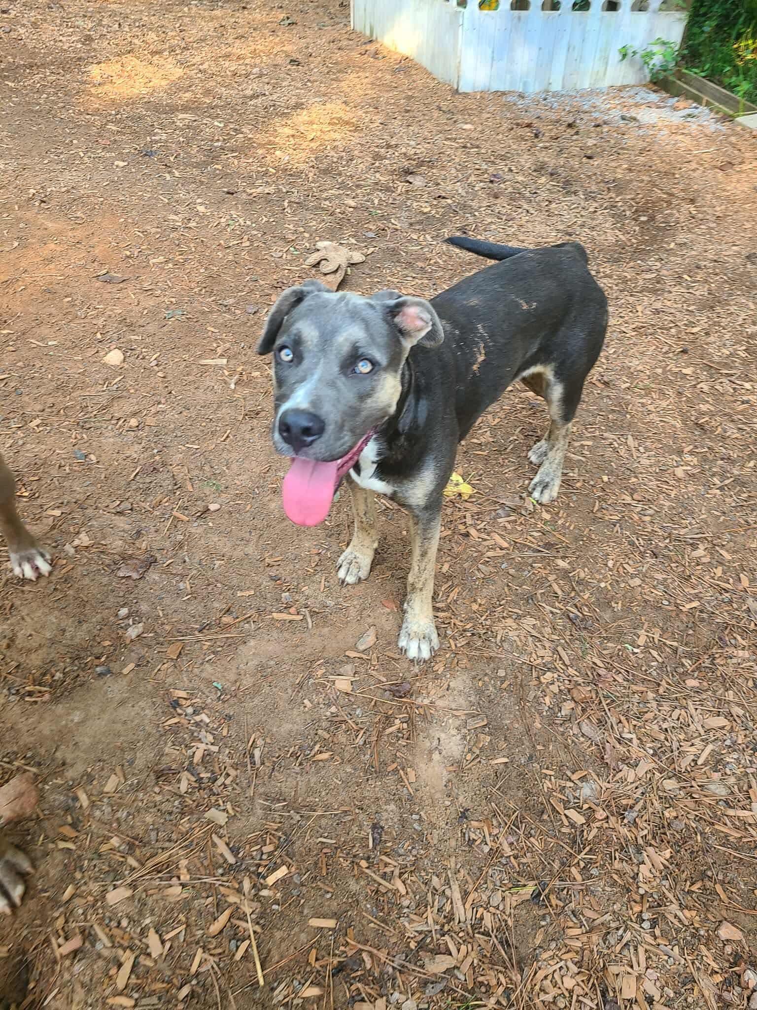 Sasha, a Adoptable mixed breed in Roanoke, AL image 6/6