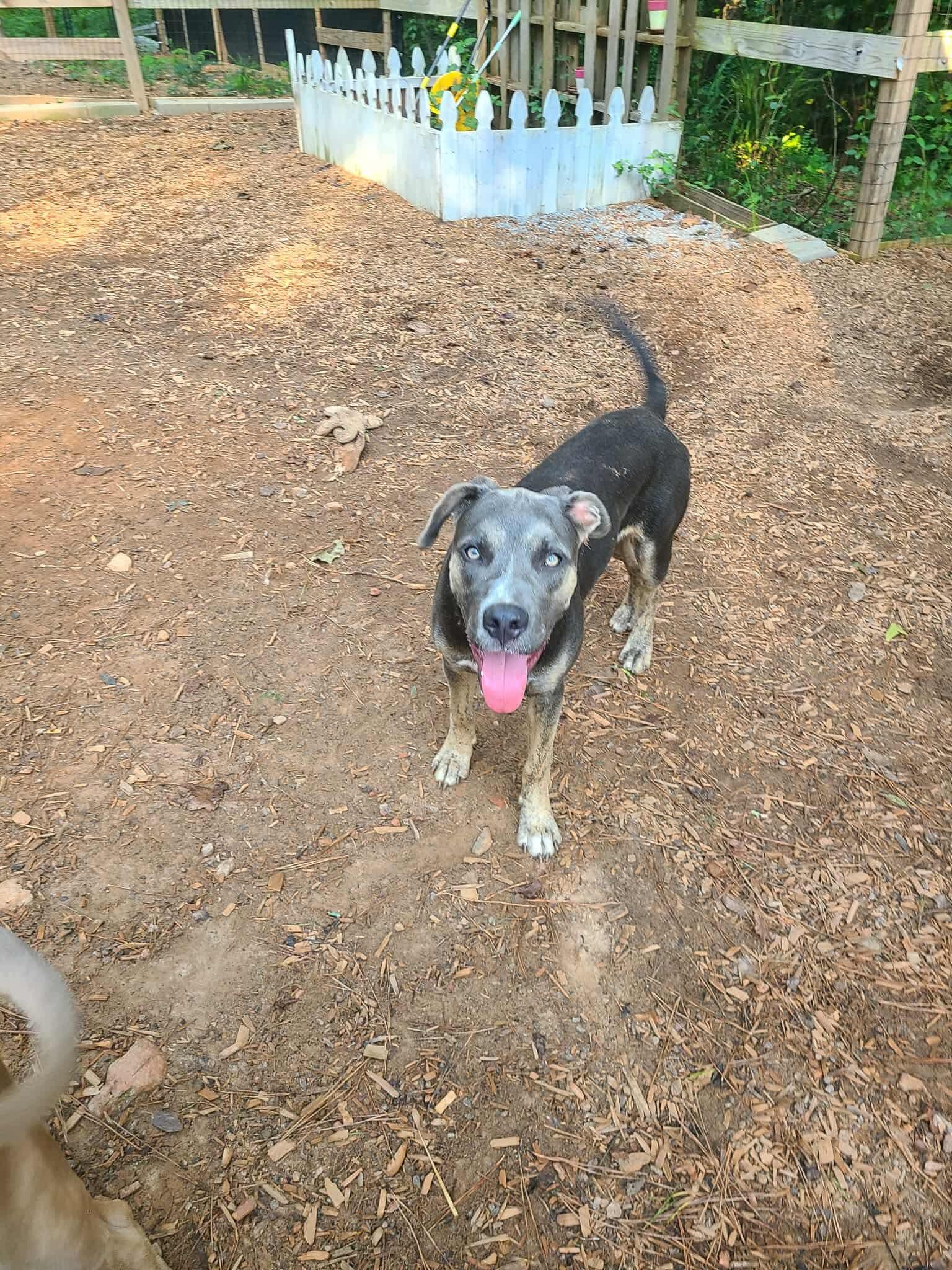 Sasha, a Adoptable mixed breed in Roanoke, AL image 3/6