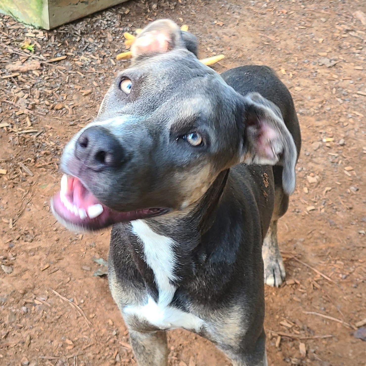 Sasha, Adoptable, Puppy Female Pit Bull Terrier & Great Dane.