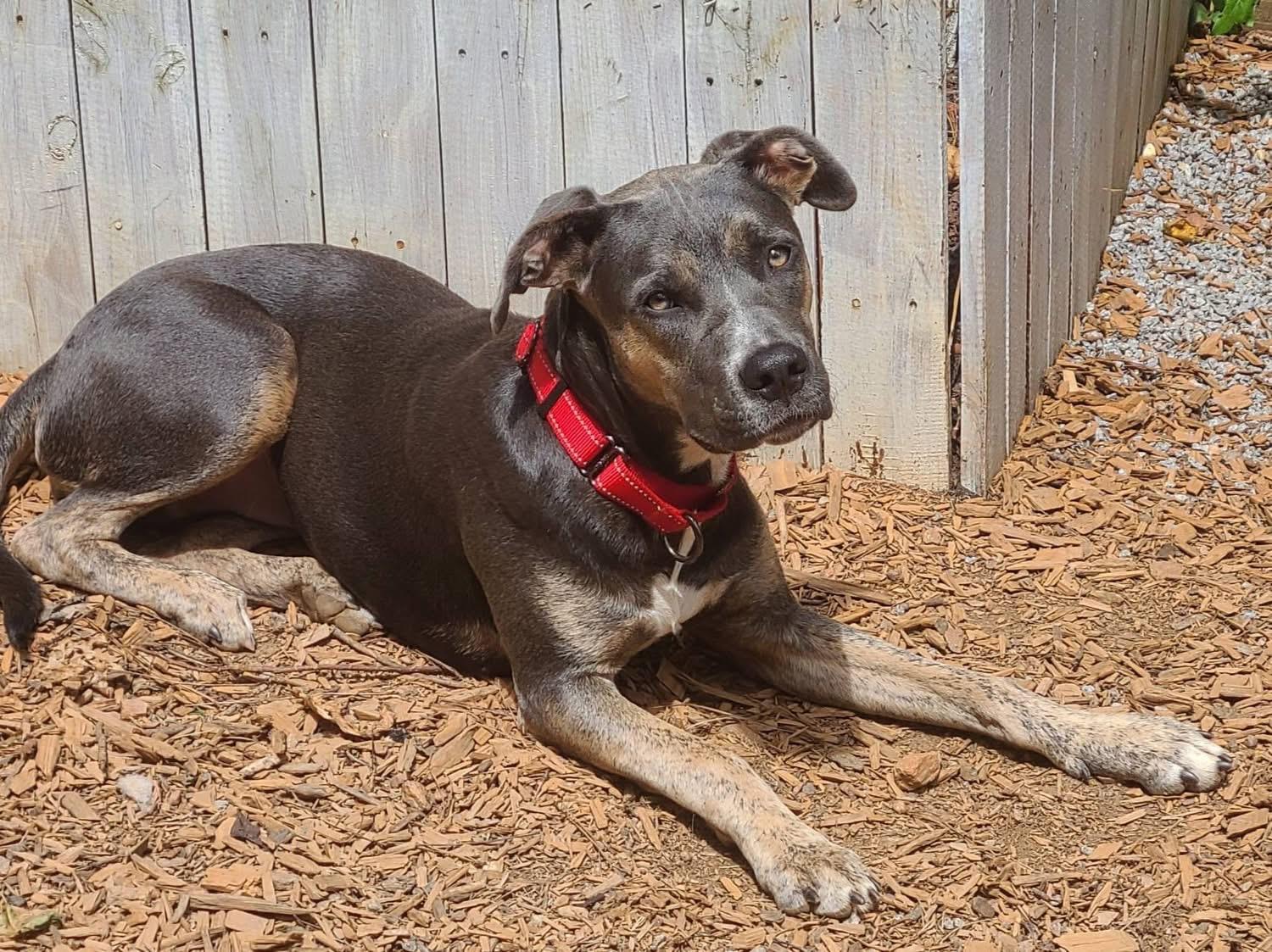 Enlarge Sasha, a Adoptable mixed breed in Roanoke, AL image 2/5