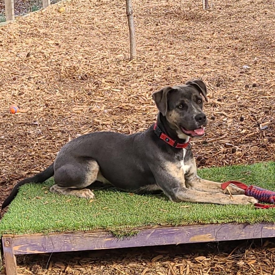 Enlarge Sasha, a Adoptable mixed breed in Roanoke, AL image 4/6