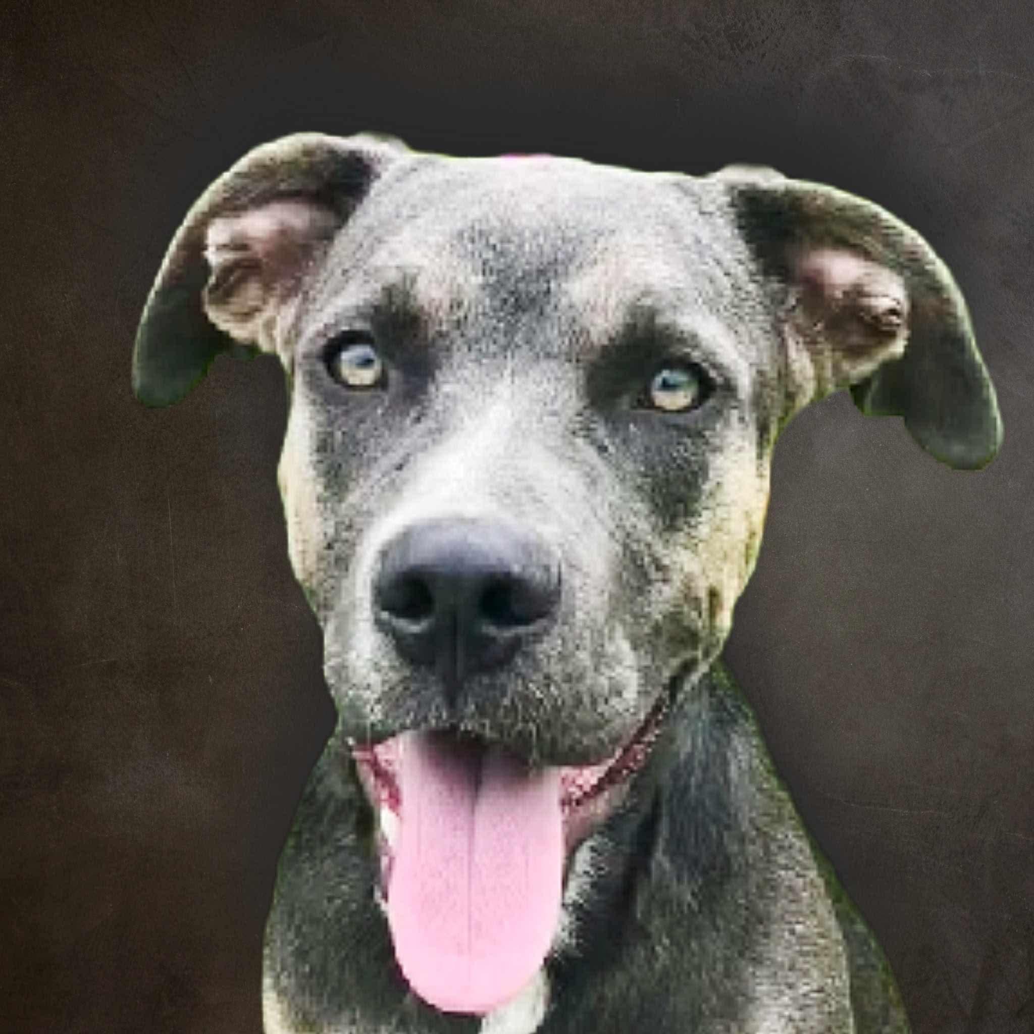 Sasha, a Adoptable mixed breed in Roanoke, AL image 5/6