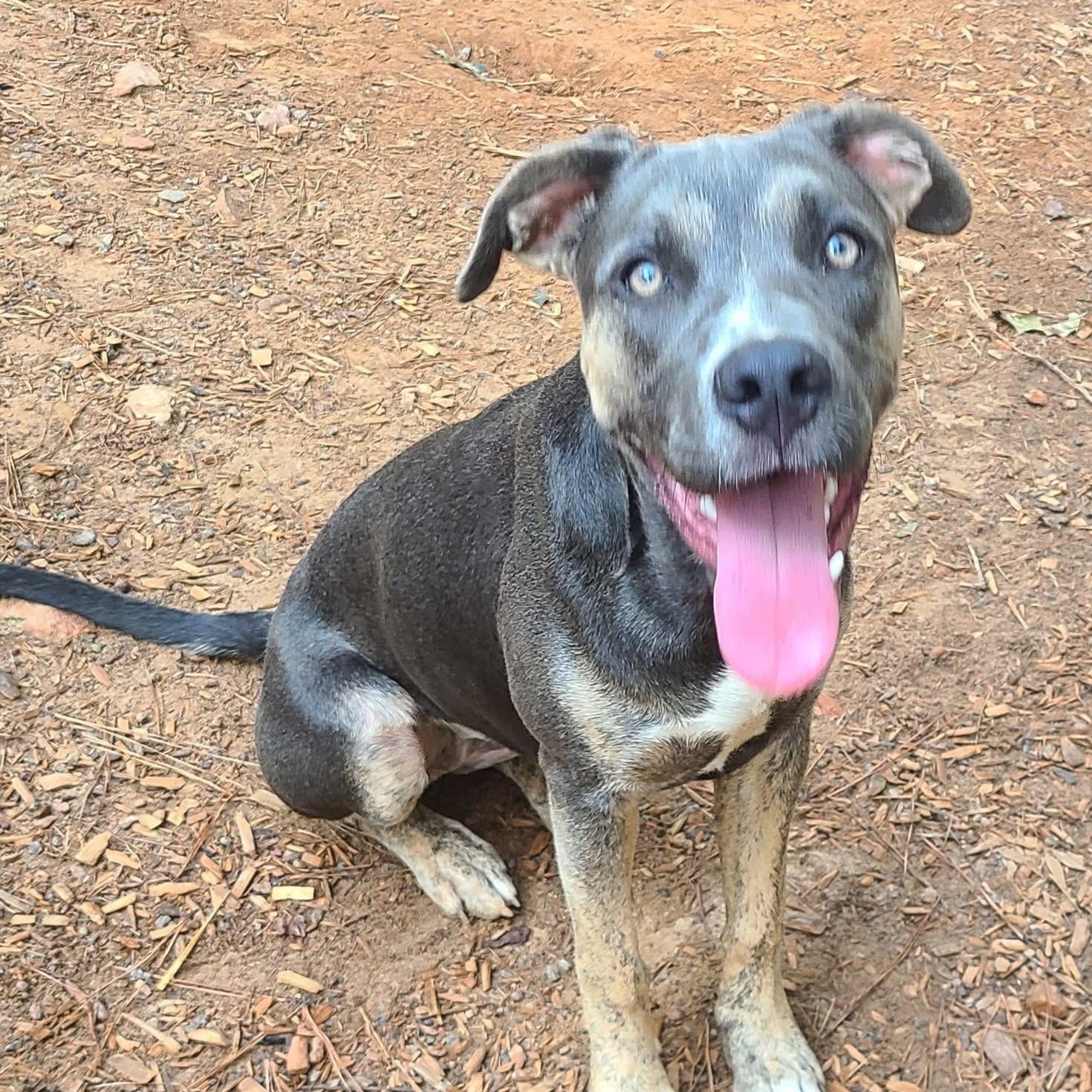 Enlarge Sasha, a Adoptable mixed breed in Roanoke, AL image 3/5