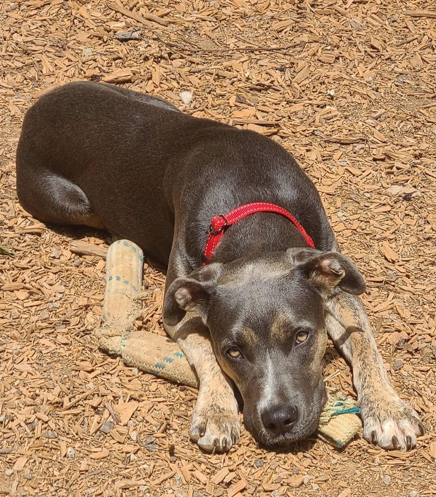 Enlarge Sasha, a Adoptable mixed breed in Roanoke, AL image 4/5