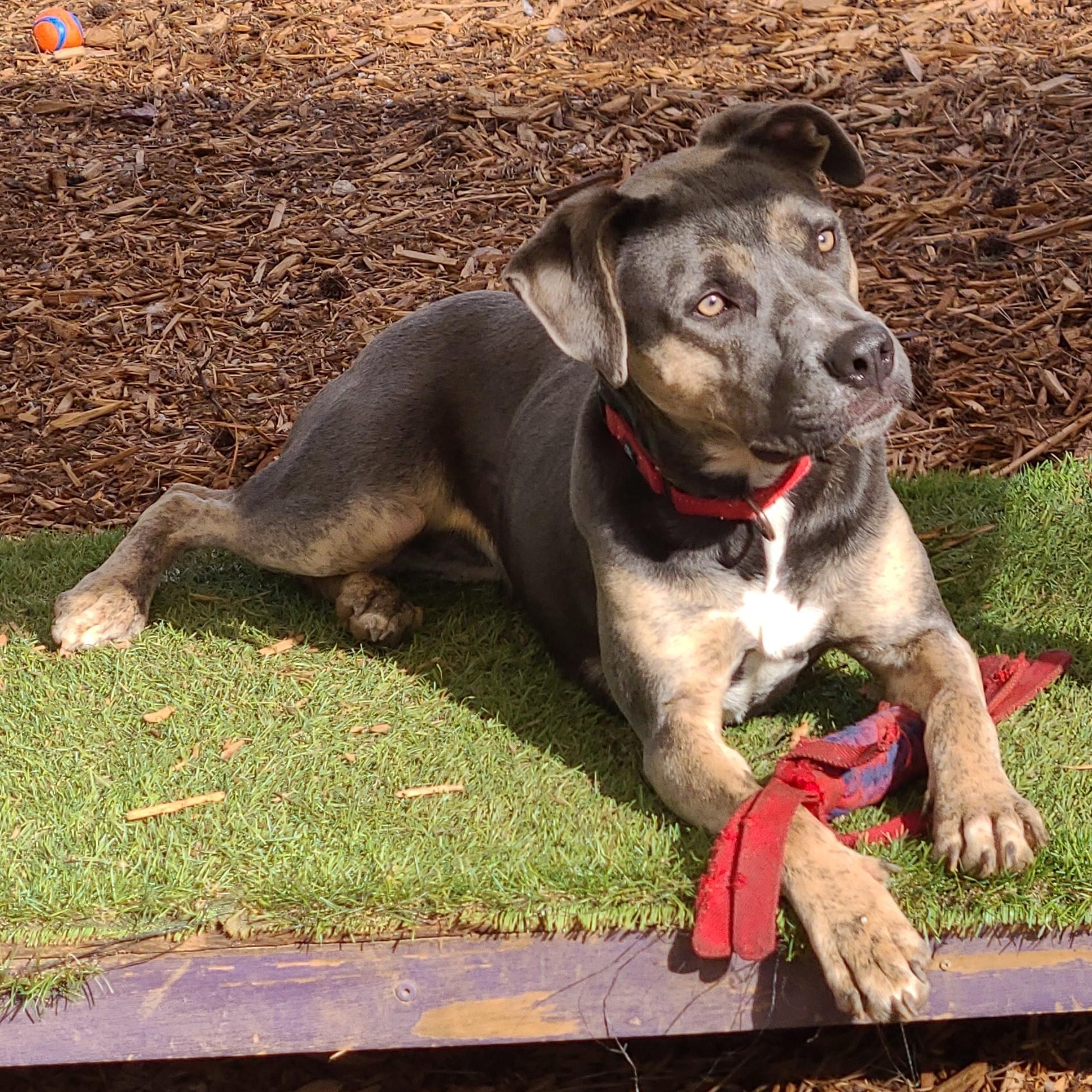 Enlarge Sasha, a Adoptable mixed breed in Roanoke, AL image 1/6