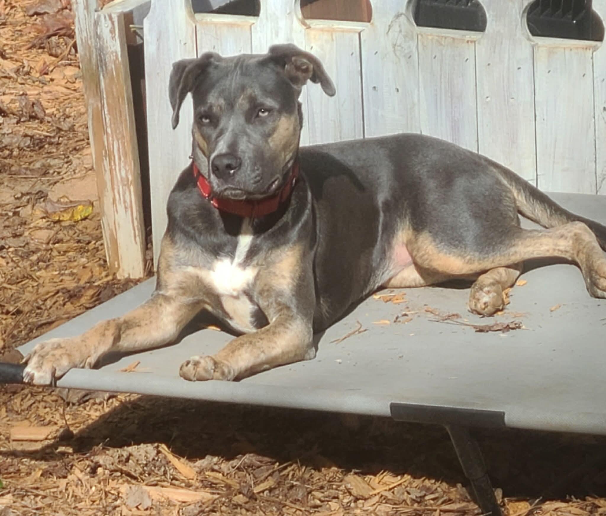 Sasha, a Adoptable mixed breed in Roanoke, AL image 2/6