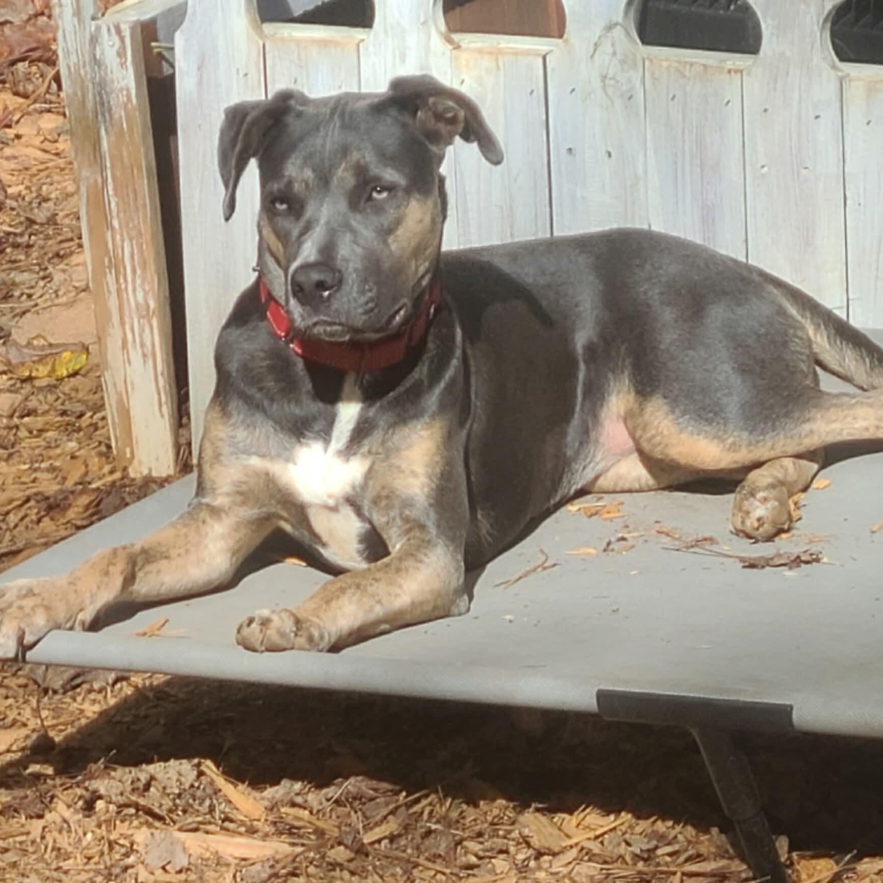 Enlarge Sasha, a Adoptable mixed breed in Roanoke, AL image 5/6