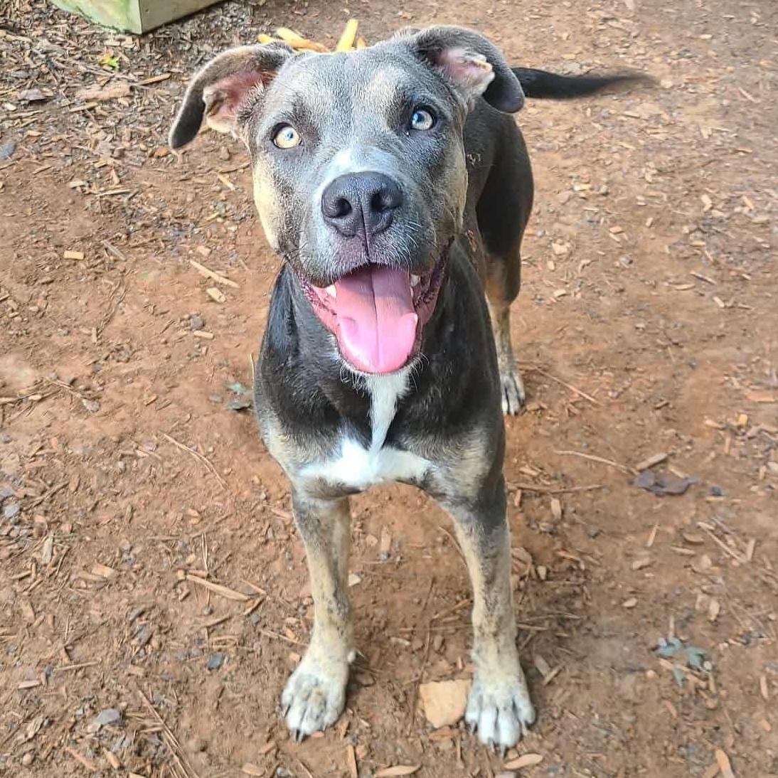 Enlarge Sasha, a Adoptable mixed breed in Roanoke, AL image 6/6