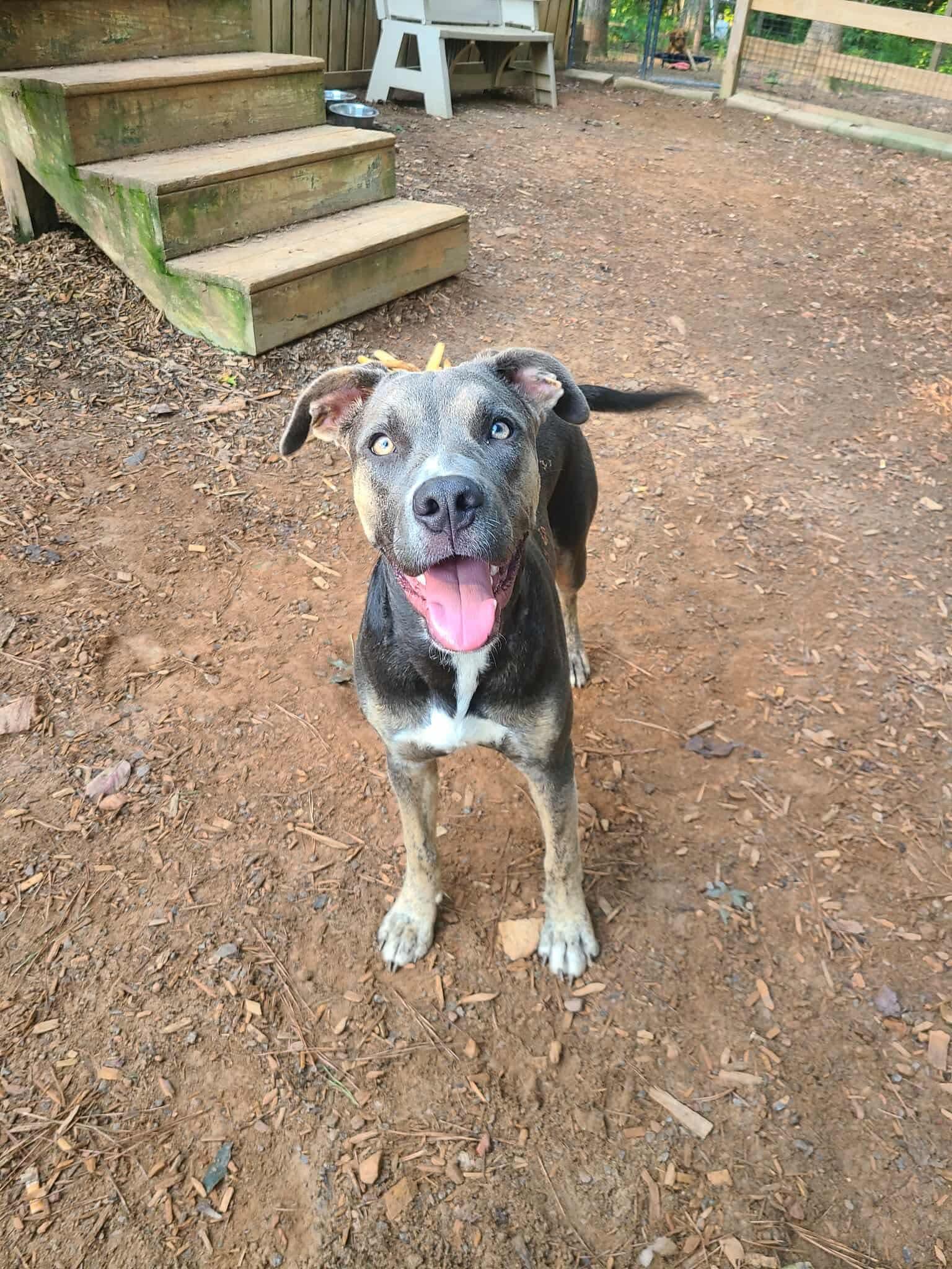 Sasha, a Adoptable mixed breed in Roanoke, AL image 4/6