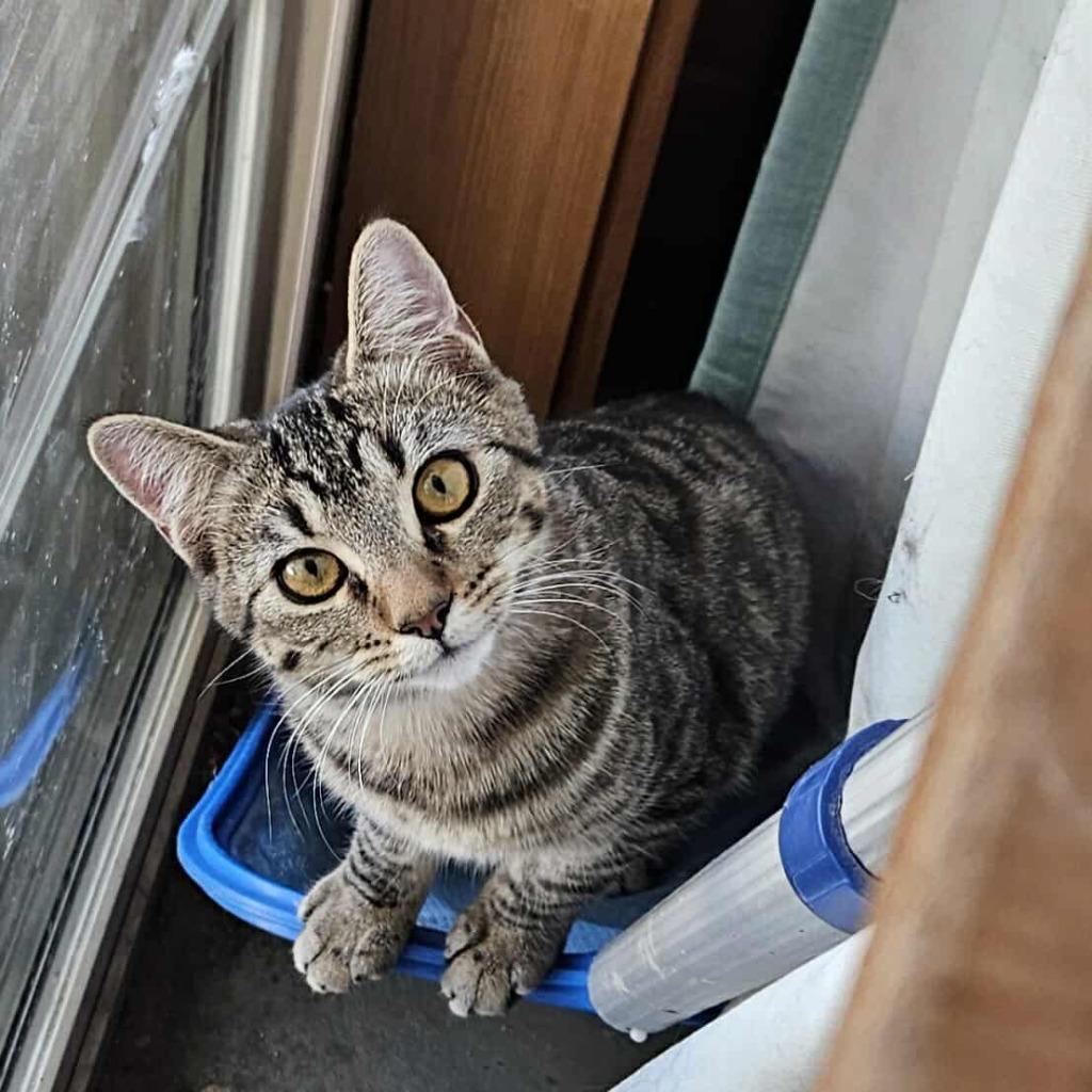 Enlarge Sammy, a Adoptable mixed breed in Minot, ND image 3/4