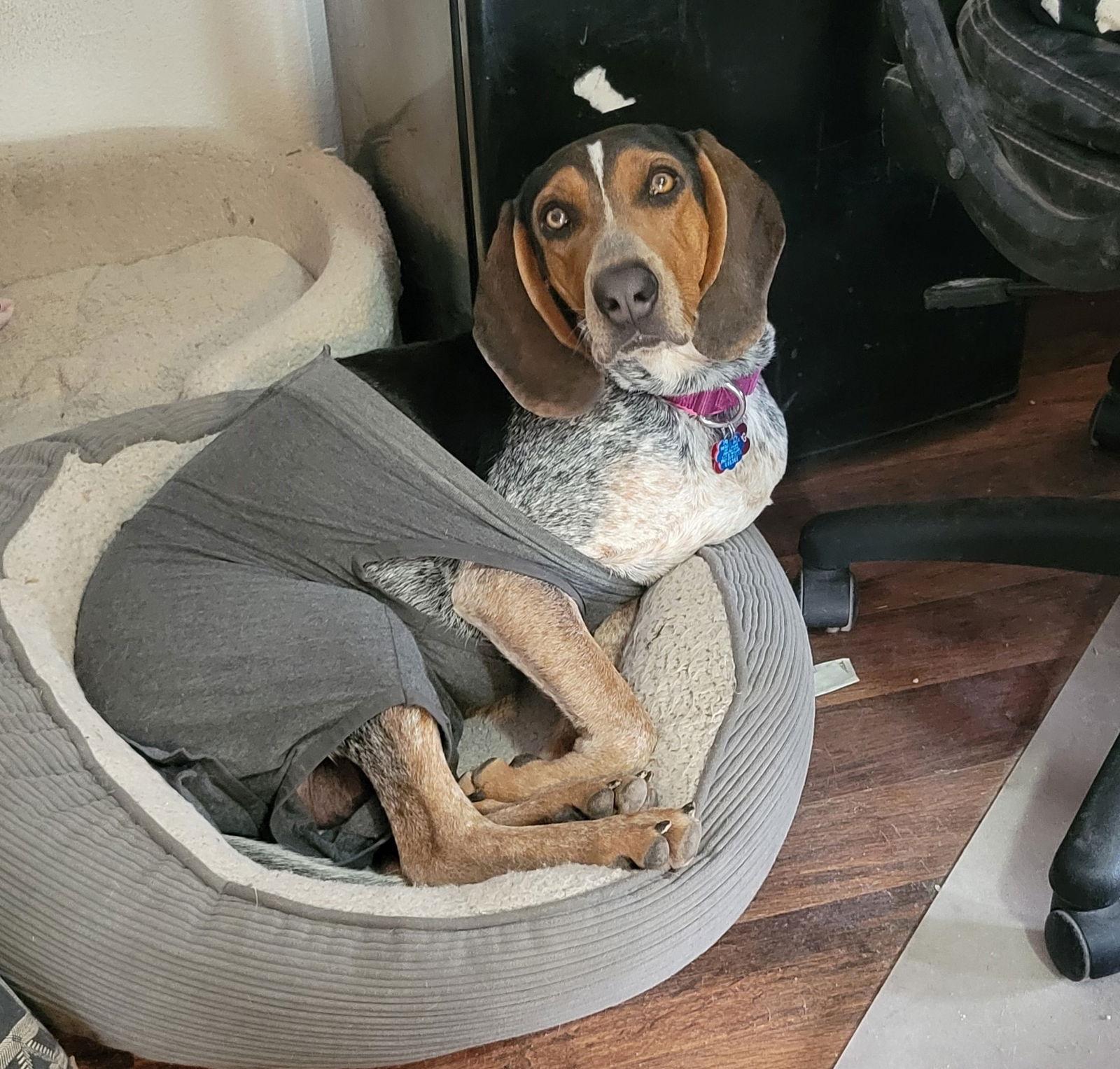 Enlarge Brianna, a Adoptable Bluetick Coonhound in Las Vegas, NV image 1/3