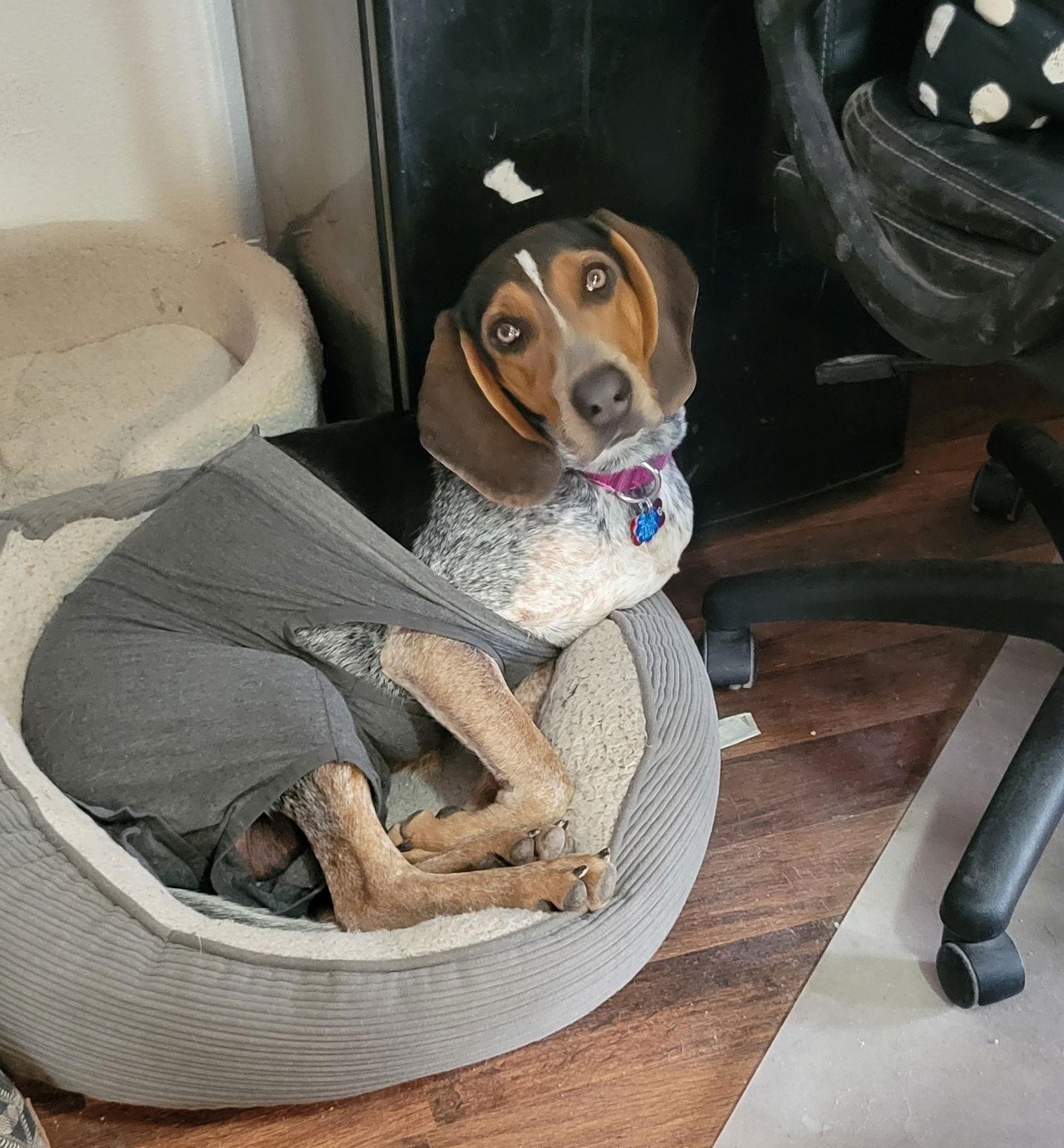 Enlarge Brianna, a Adoptable Bluetick Coonhound in Las Vegas, NV image 2/3