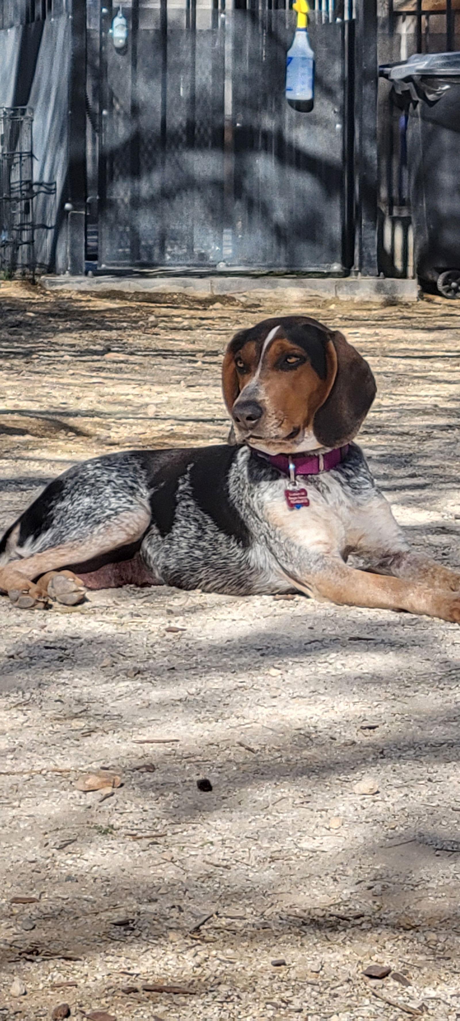 Enlarge Brianna, a Adoptable Bluetick Coonhound in Las Vegas, NV image 1/3