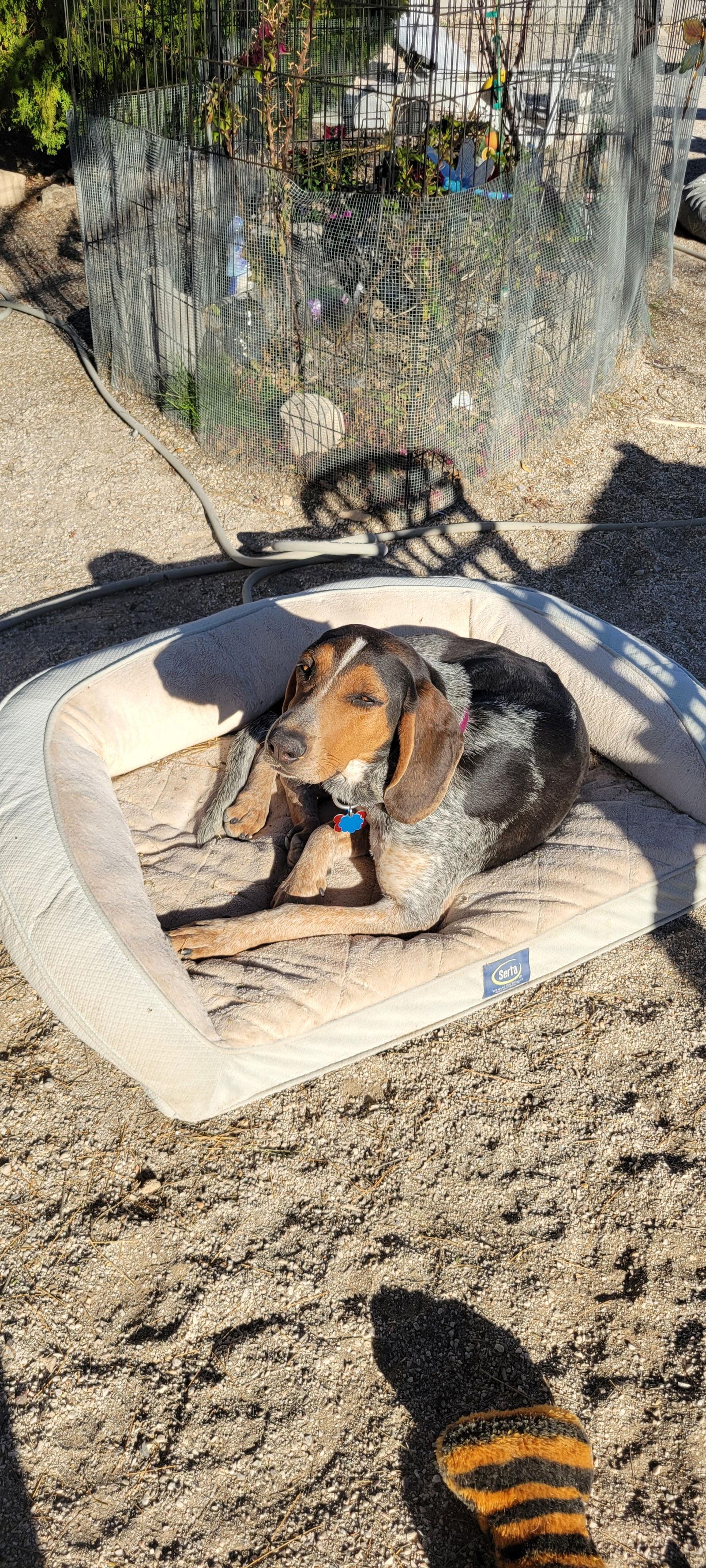 Enlarge Brianna, a Adoptable Bluetick Coonhound in Las Vegas, NV image 3/3