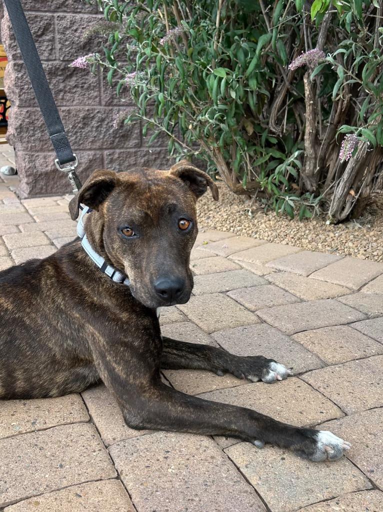 Bobbie Jo, Adoptable, Young Female Mountain Cur.