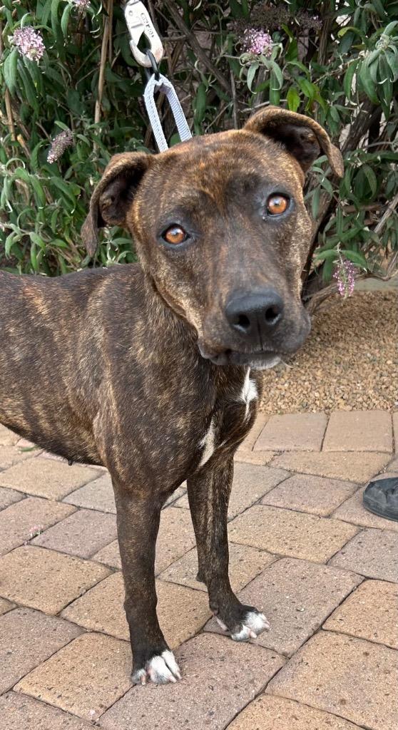 Bobbie Jo, a Adoptable mixed breed in Cottonwood, AZ image 2/2