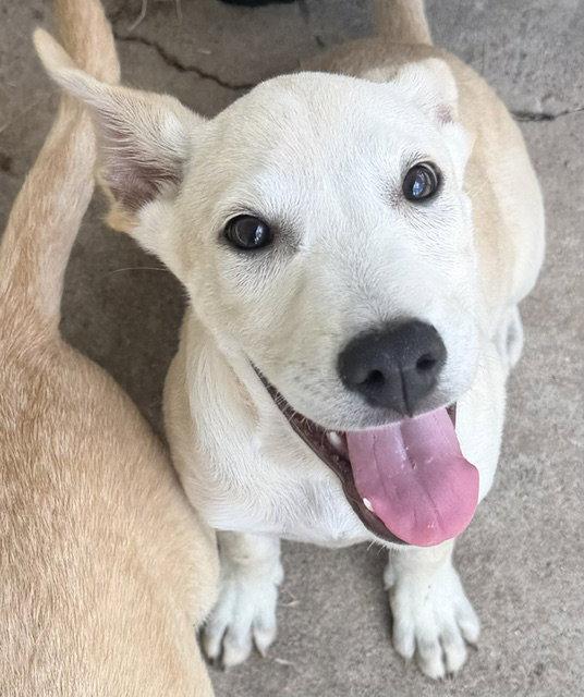 Lightning, Adopted, Puppy Male Labrador Retriever & Shepherd.