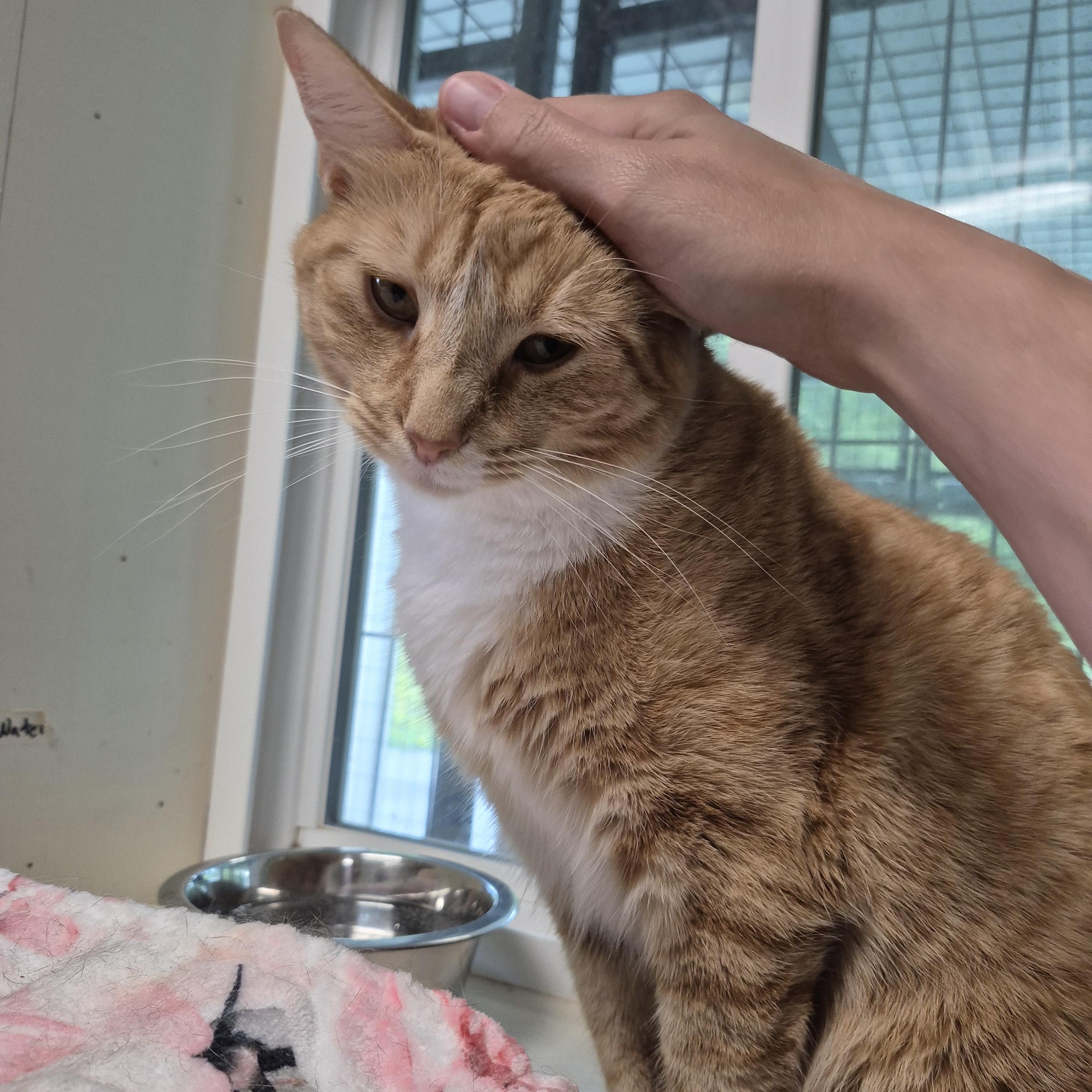 Farrah, a ADOPTABLE Domestic Short Hair in Tioga, PA image 3/6