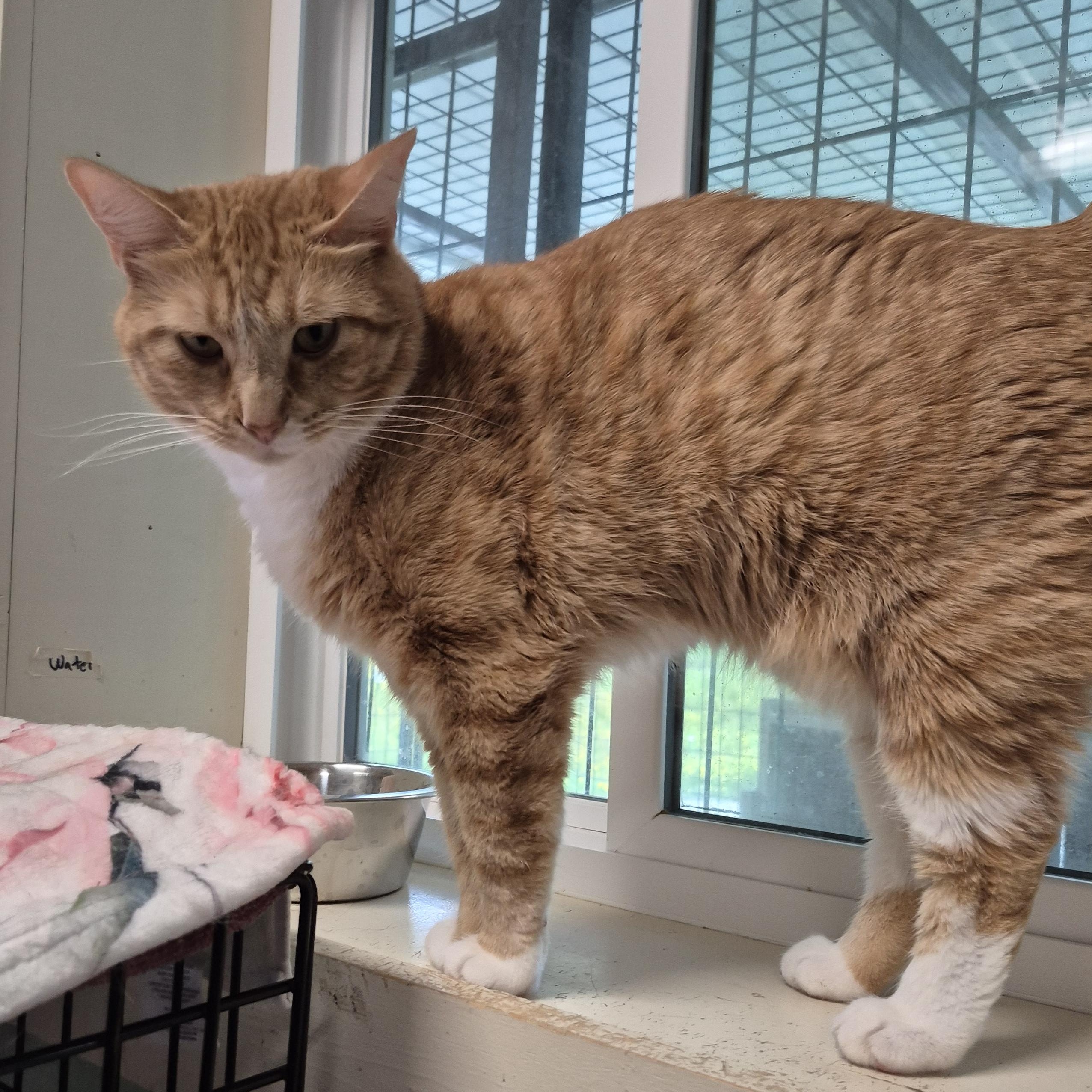 Farrah, a ADOPTABLE Domestic Short Hair in Tioga, PA image 4/6
