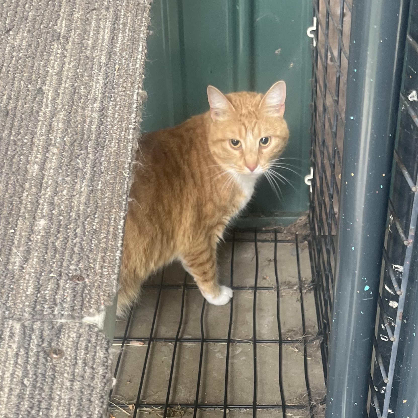 Farrah, a ADOPTABLE Domestic Short Hair in Tioga, PA image 6/6