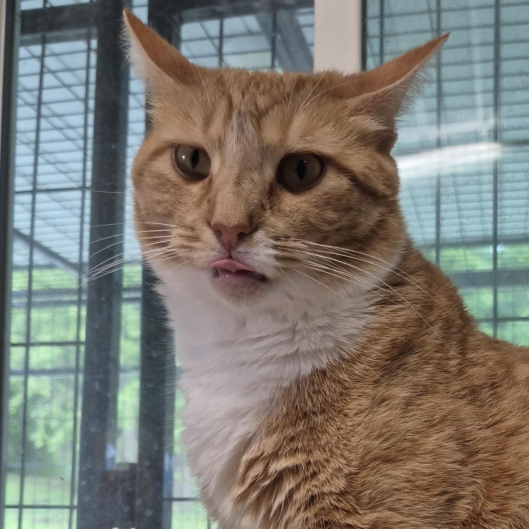 Farrah, a ADOPTABLE Domestic Short Hair in Tioga, PA image 2/6