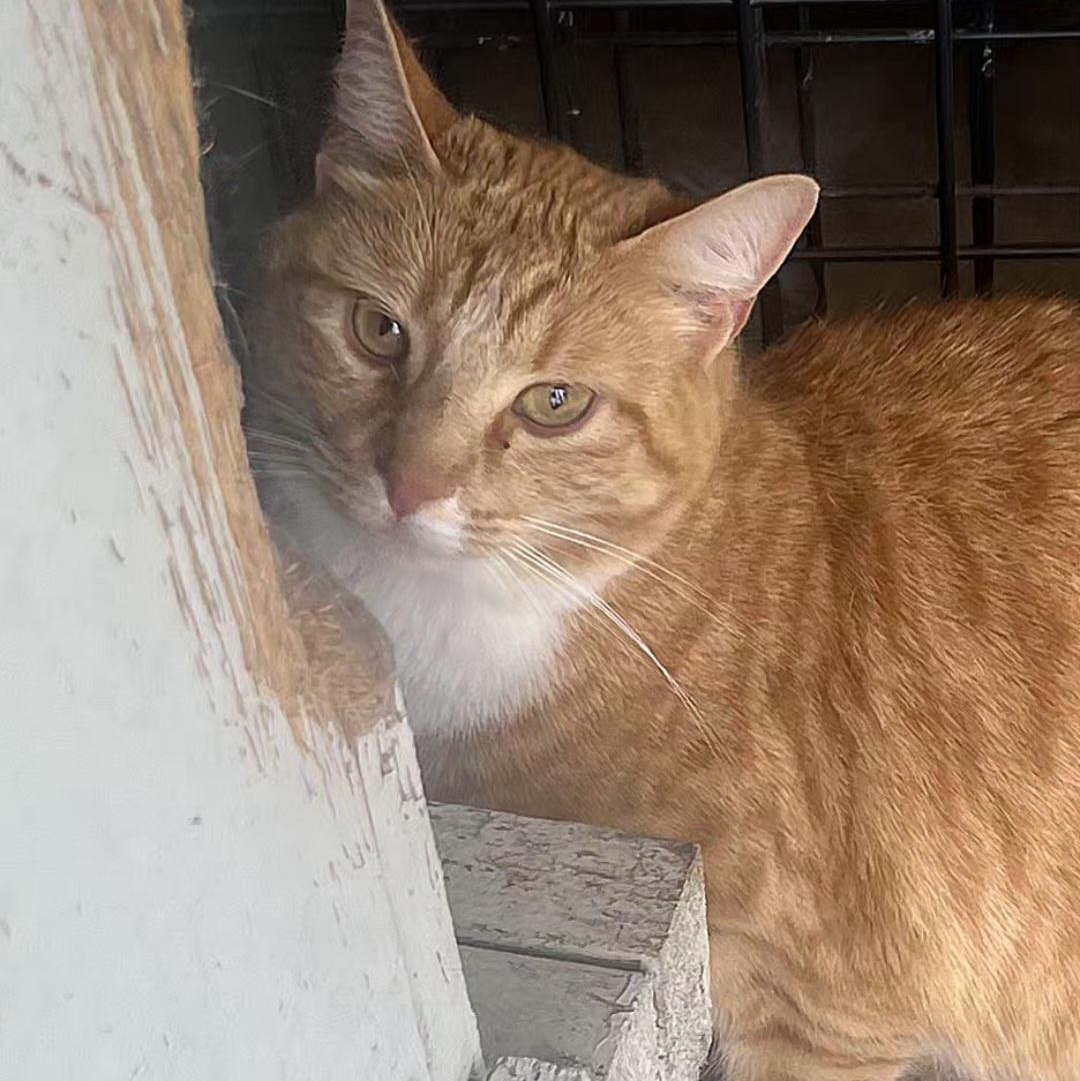 Farrah, a ADOPTABLE Domestic Short Hair in Tioga, PA image 5/6