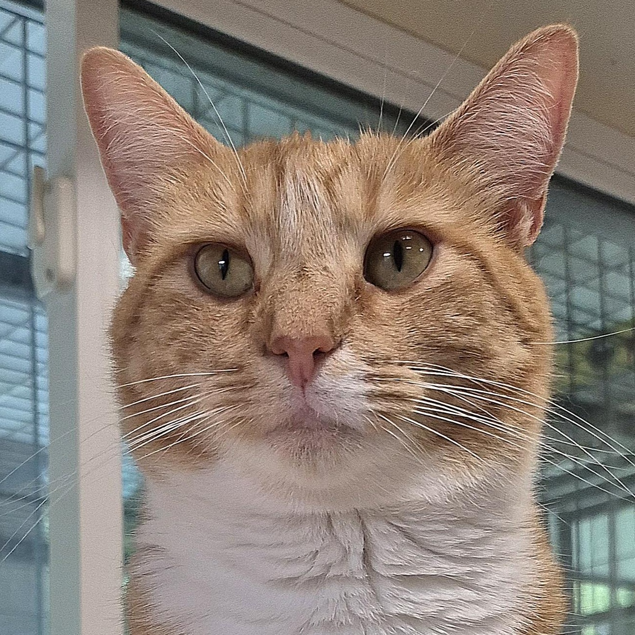 Farrah, ADOPTABLE, Young Female Domestic Short Hair.
