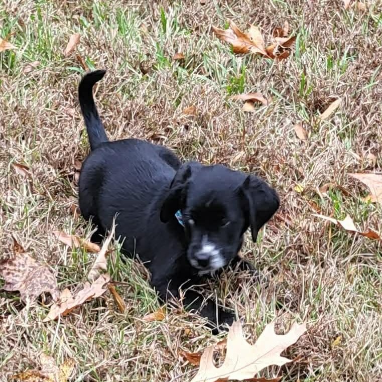 Enlarge Noelle, an adopted mixed breed in Windsor, ON image 5/6