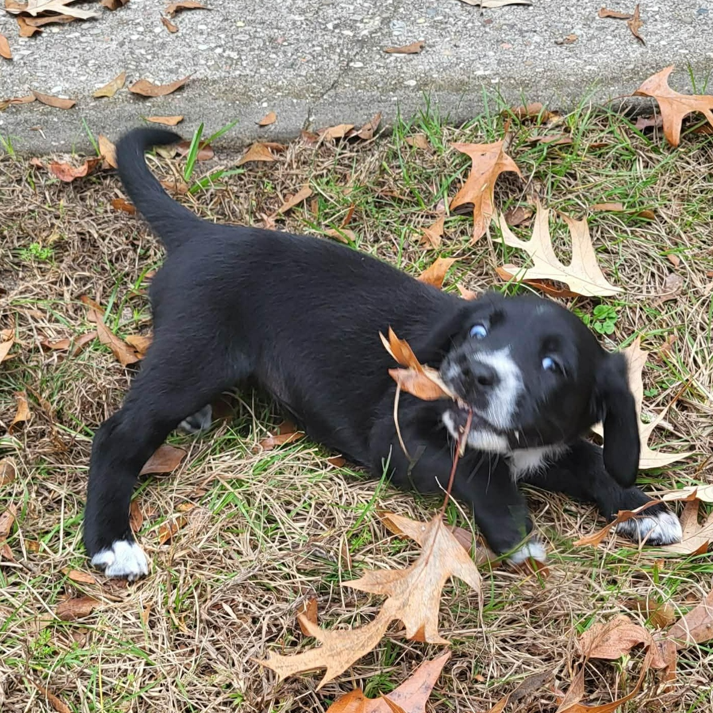 Noelle, adopted, Puppy Female Labrador Retriever & Brittany Spaniel.