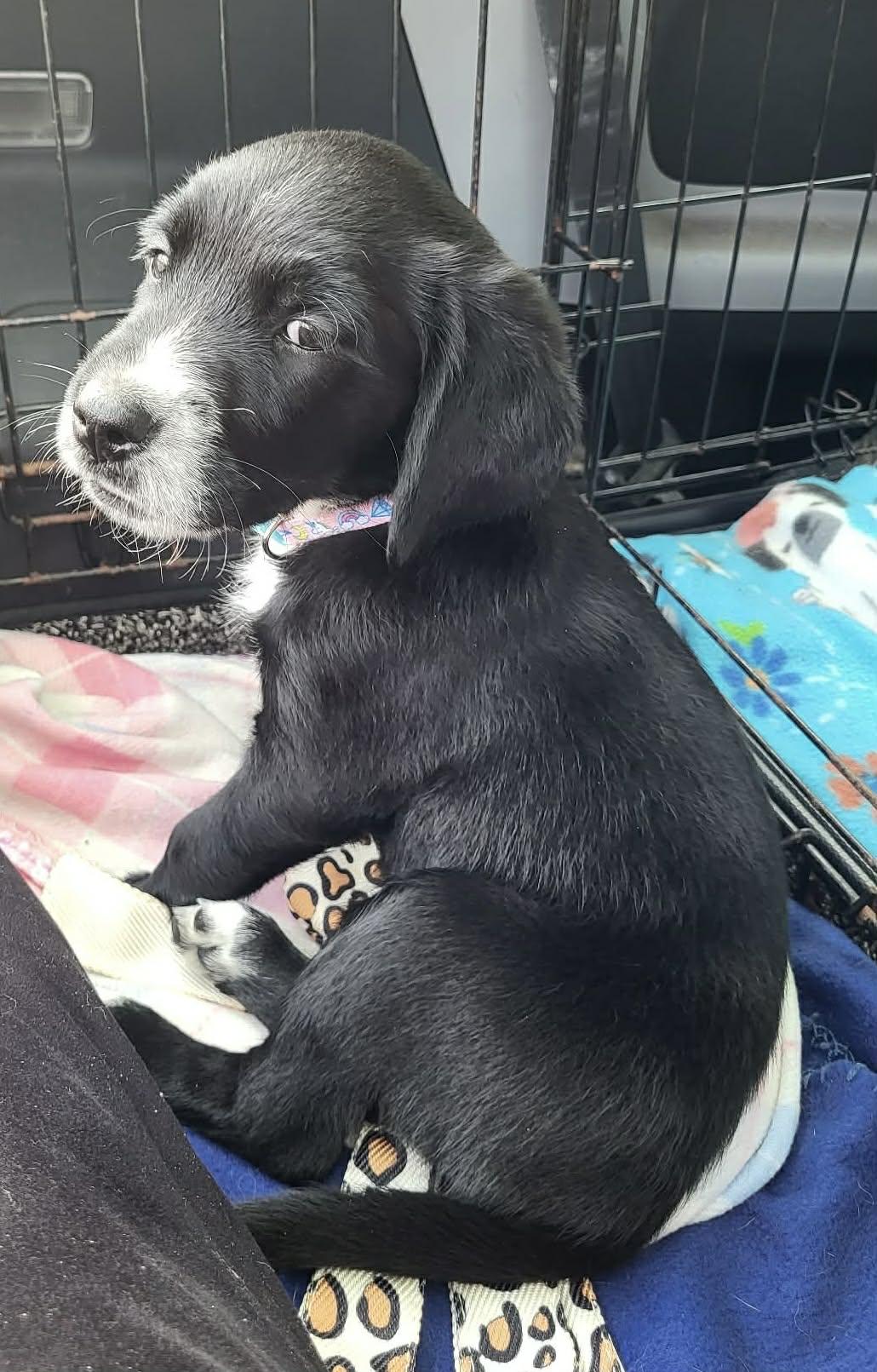 Enlarge Noelle, an adopted mixed breed in Windsor, ON image 3/6