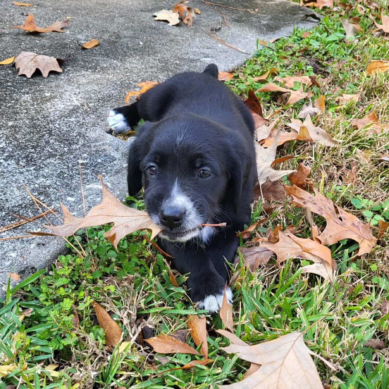 Enlarge Noelle, an adopted mixed breed in Windsor, ON image 6/6