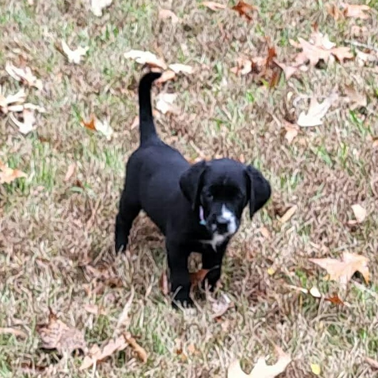 Enlarge Noelle, an adopted mixed breed in Windsor, ON image 2/6