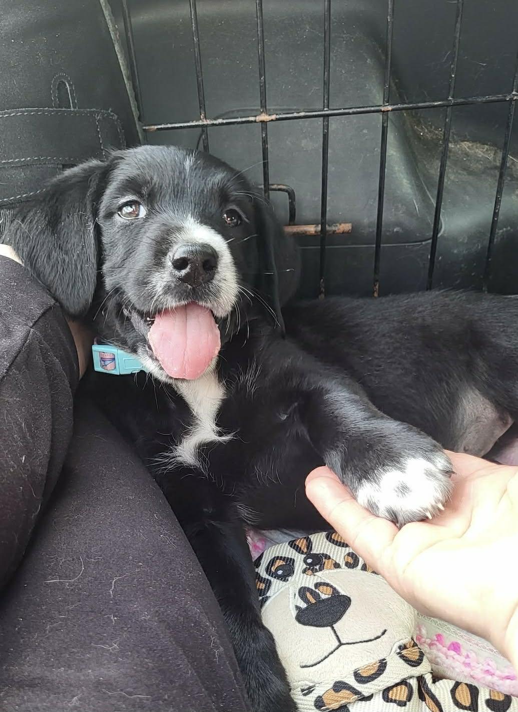 Enlarge Noelle, an adopted mixed breed in Windsor, ON image 4/6