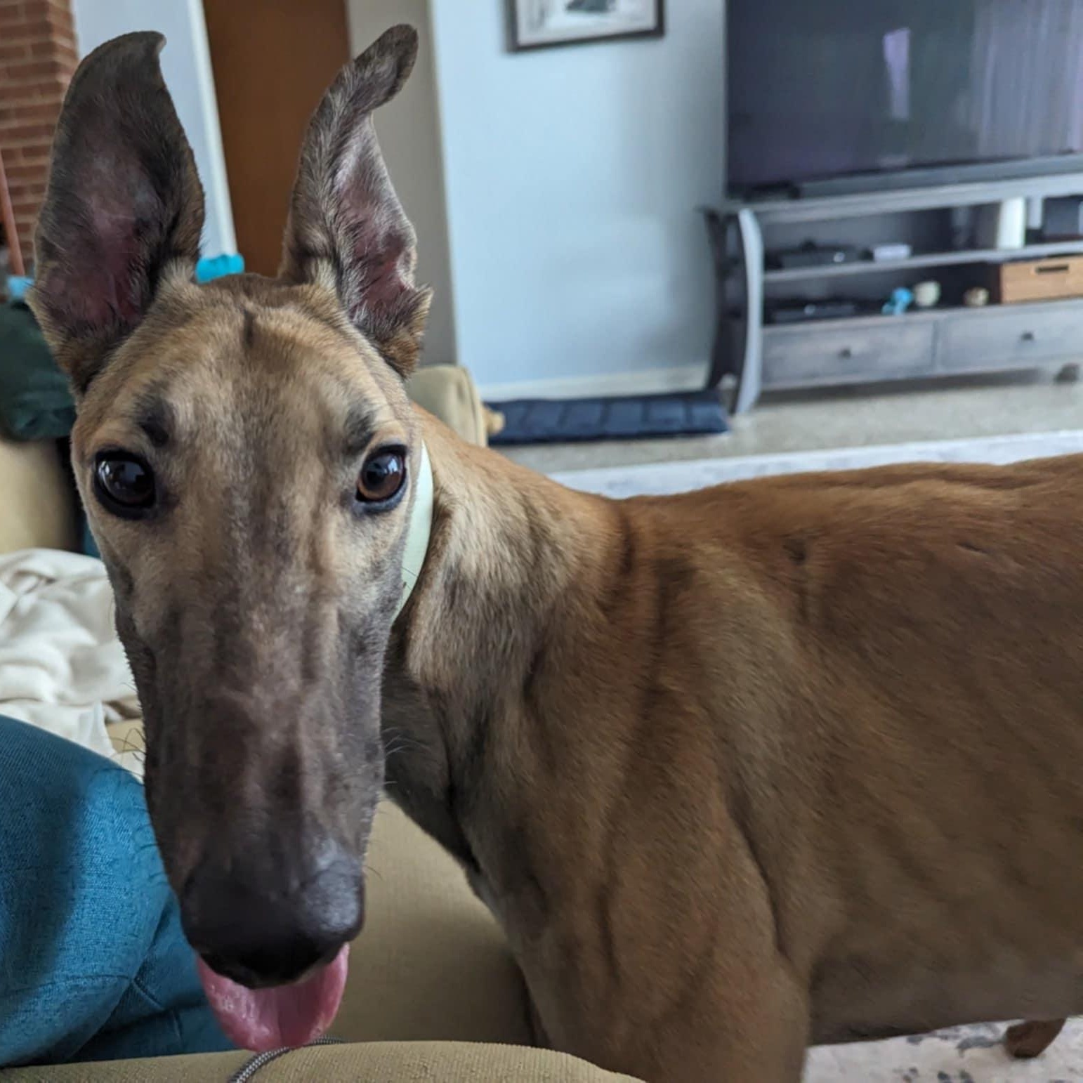 Enlarge FF Ike, a ADOPTABLE Greyhound in North Port, FL image 4/5