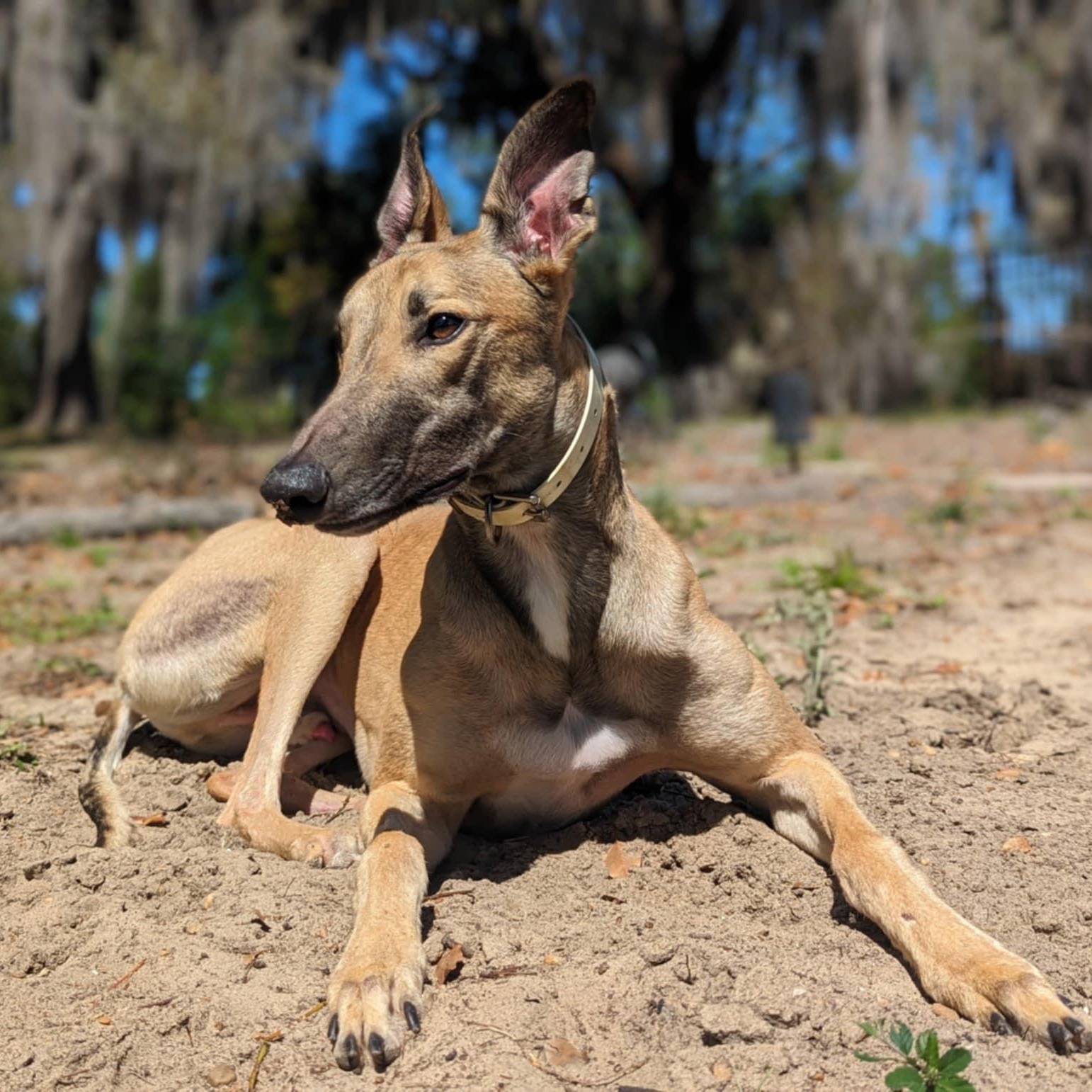 FF Ike, ADOPTABLE, Young Male Greyhound.