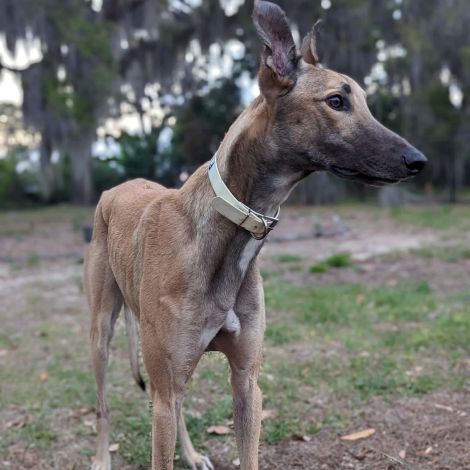 Enlarge FF Ike, a ADOPTABLE Greyhound in North Port, FL image 5/5