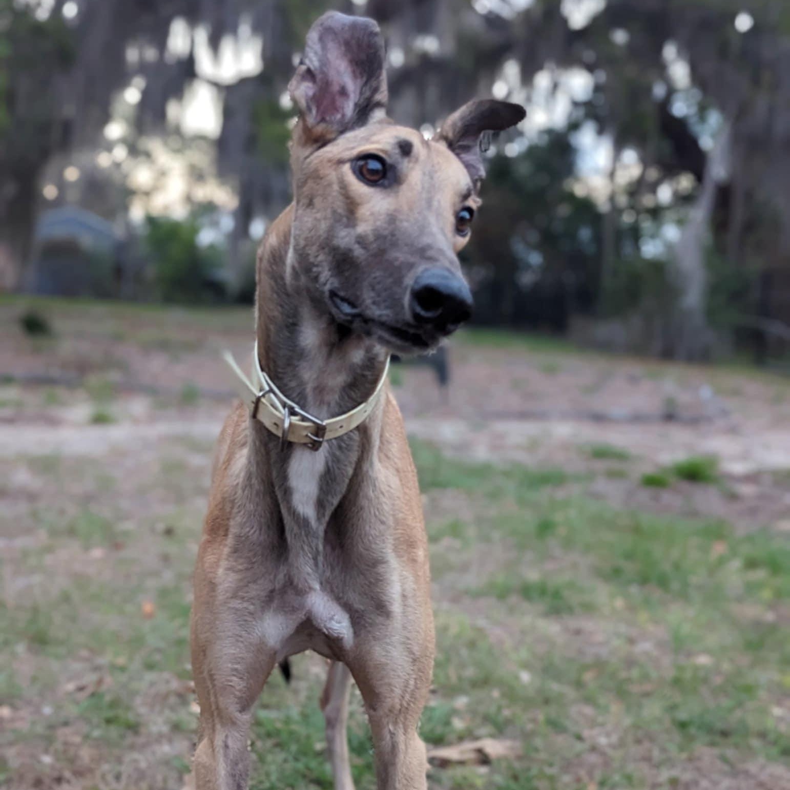 Enlarge FF Ike, a ADOPTABLE Greyhound in North Port, FL image 2/5