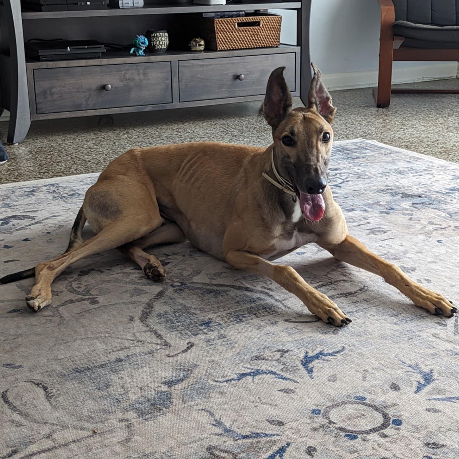 Enlarge FF Ike, a ADOPTABLE Greyhound in North Port, FL image 3/5