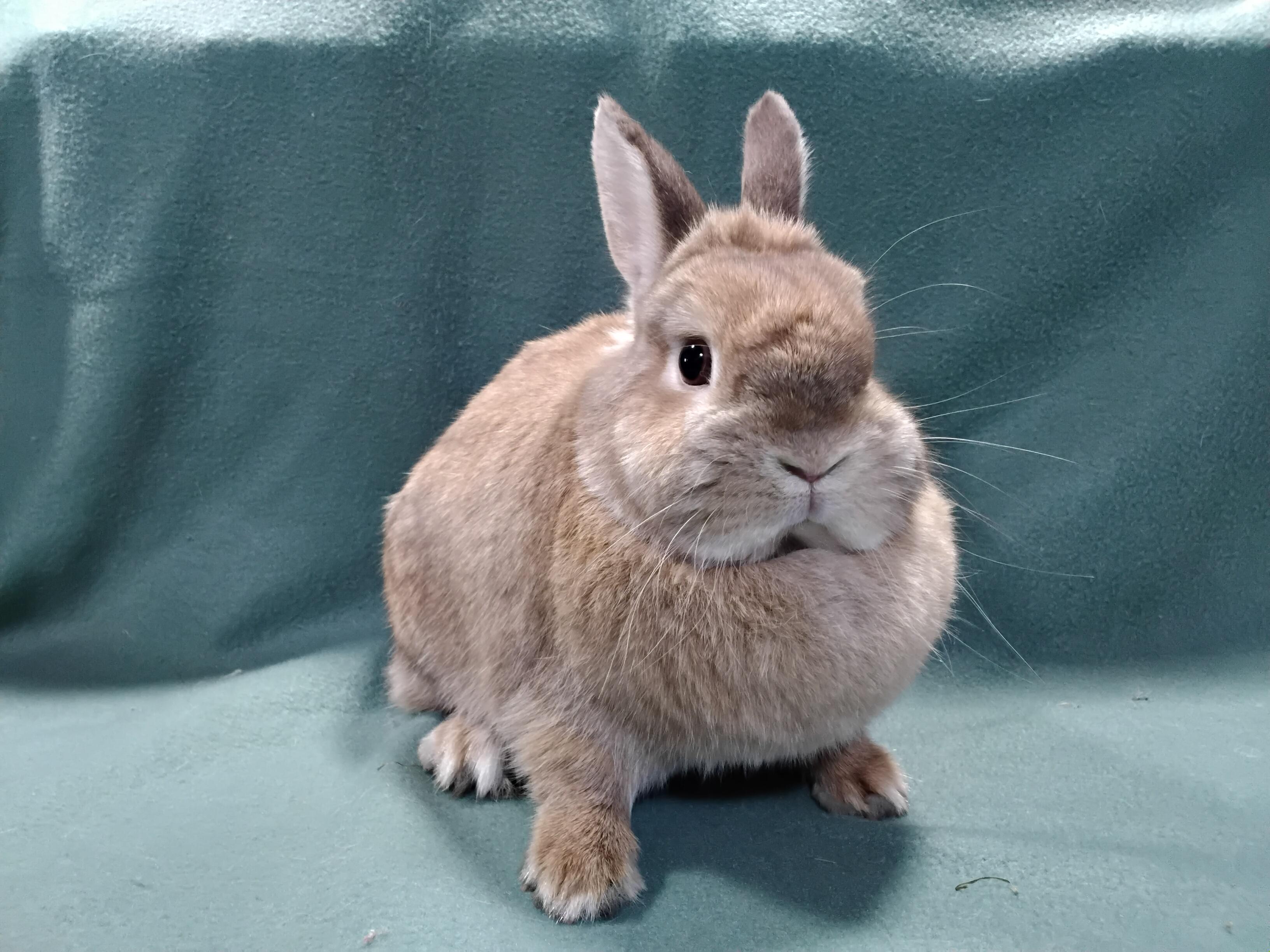 Coraline, adopted, Adult Female Dwarf.