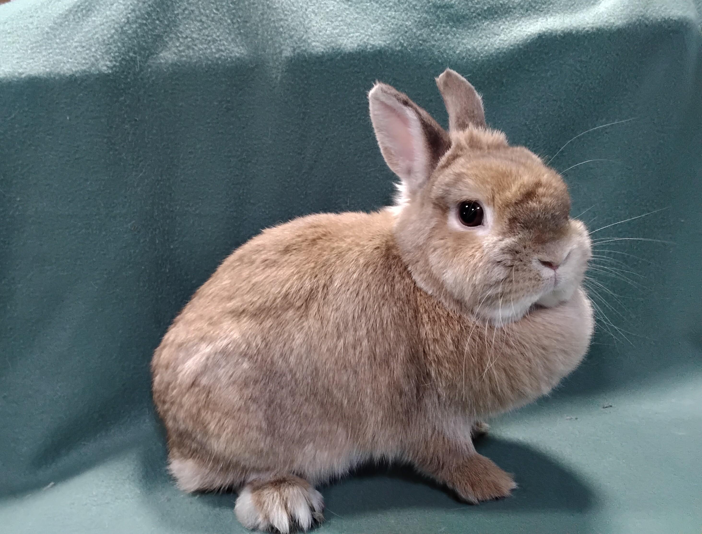 Enlarge Coraline, an adopted Dwarf in Erie, PA image 2/3