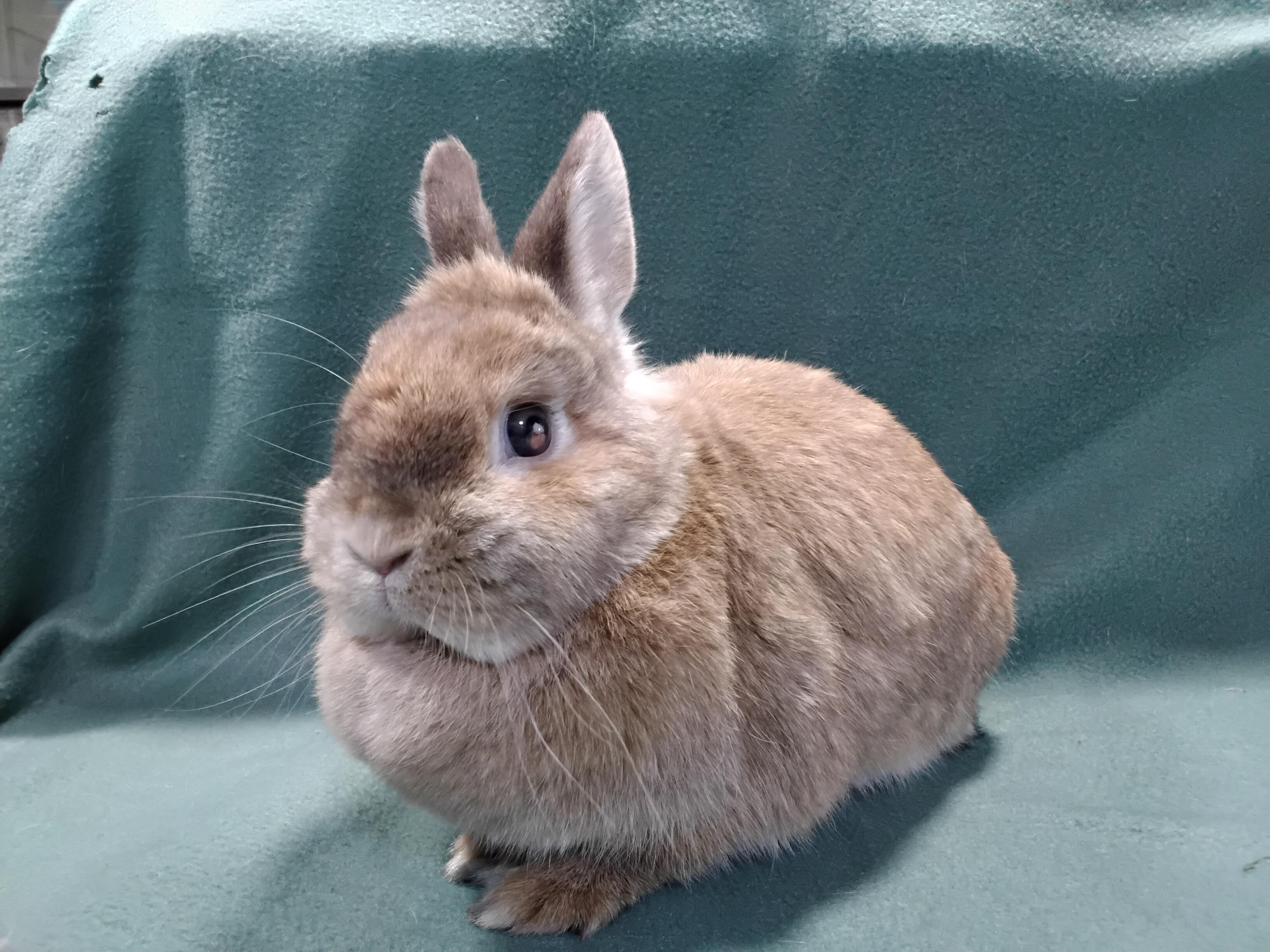 Enlarge Coraline, an adopted Dwarf in Erie, PA image 3/3