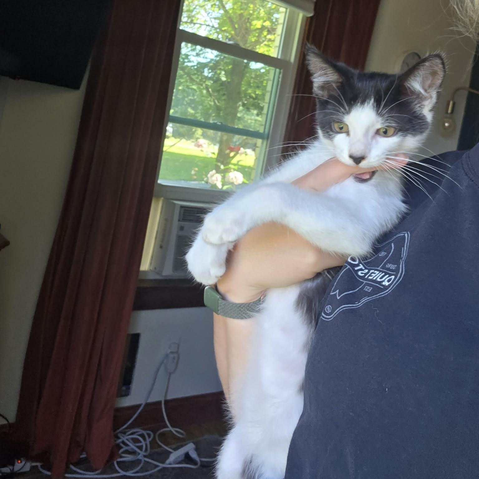 Enlarge King Bob aka Bob, an adopted Domestic Short Hair in Shippenville, PA image 3/6