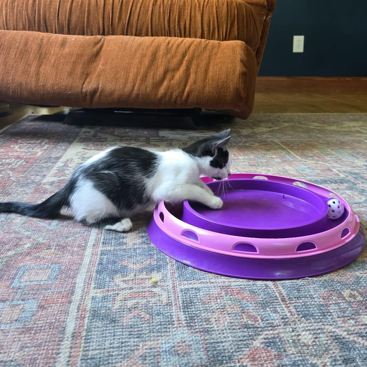 Enlarge King Bob aka Bob, an adopted Domestic Short Hair in Shippenville, PA image 4/6