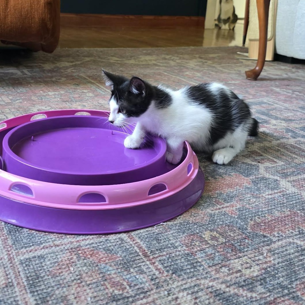 Enlarge King Bob aka Bob, an adopted Domestic Short Hair in Shippenville, PA image 6/6