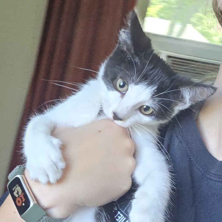 Enlarge King Bob aka Bob, an adopted Domestic Short Hair in Shippenville, PA image 5/6