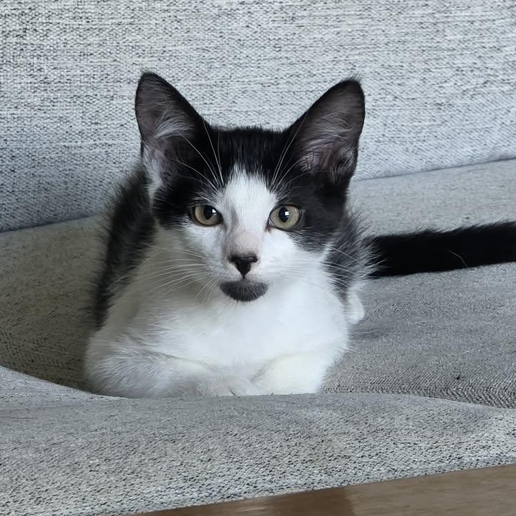 King Bob aka Bob, adopted, Kitten Male Domestic Short Hair.