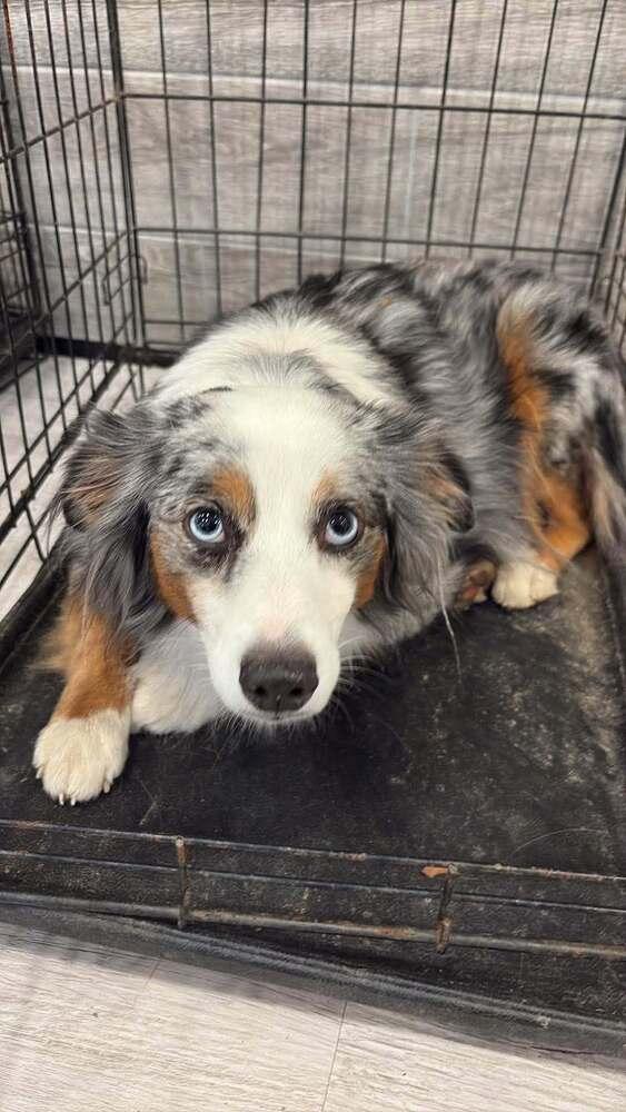 Caliban, Adoptable, Adult Male Australian Shepherd.