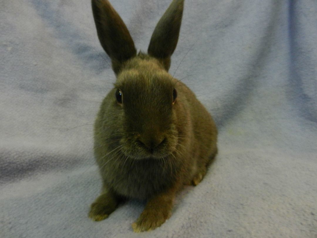 Enlarge Tank, an adoptable Britannia Petite in Plymouth, MI image 1/3