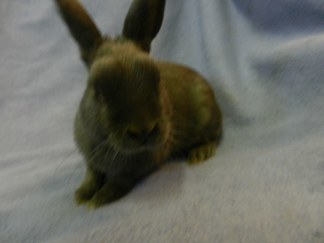 Enlarge Tank, an adoptable Britannia Petite in Plymouth, MI image 2/3